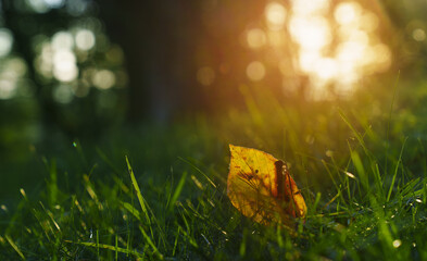 Autumn leaves. Autumn colors in the Aiako Harriak Natural Park, Basque Country.