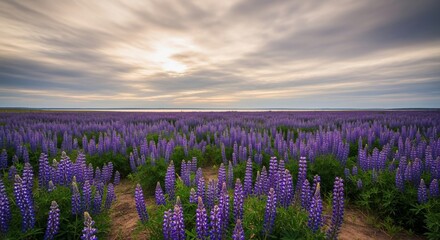 Endless field of purple lupine flowers under a cloudy sky at sunset