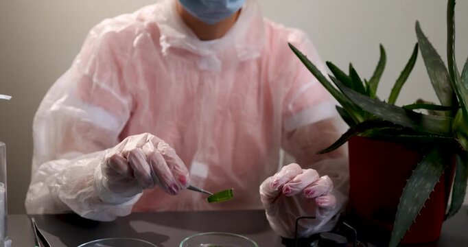 A researcher in protective gear examines plant samples in a laboratory. The focus is on analyzing the properties of the plant for potential pharmacy use and medicinal applications.