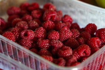 Raspberries in a plastic container.  Harvesting.