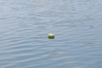 yellow watermelon on the water