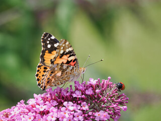 Peacock butterfly (Aglais io) on pink flowers of butterfly bush (Buddleja davidii).
