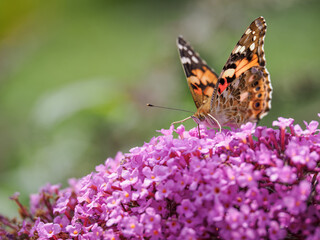 Peacock butterfly (Aglais io) on pink flowers of butterfly bush (Buddleja davidii).

