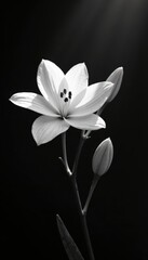 Obraz premium Monochrome blooms, stark contrast; dramatic shadows , high key, home decor