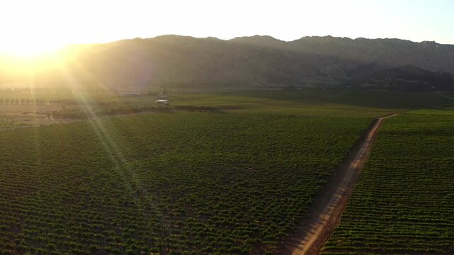 Picturesque rural scene of a valley full of vineyards in Mexico. Aerial