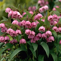Close-up of a cluster of delicate, pink bell-shaped flowers.  Healthy green foliage surrounds them