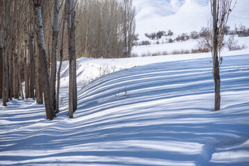 Winter Forest Landscape with Tree Shadows on Fresh Snow in Nature
Peaceful Seasonal Scenery of Bare Trees Casting Long Shadows on White Snow