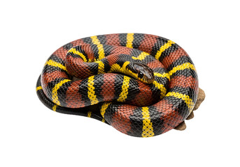 Obraz premium A coiled venomous snake with vibrant red, black, and yellow markings is beautifully presented against a pure black background.