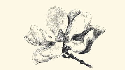 Exquisite hand-drawn magnolia flower ink sketch for elegant designs