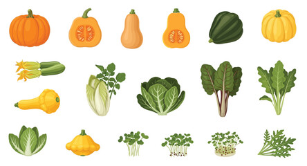 Vector illustration of pumpkin, butternut squash, acorn squash, spaghetti squash, zucchini blossoms, yellow squash, Swiss chard, watercress, endive, escarole.