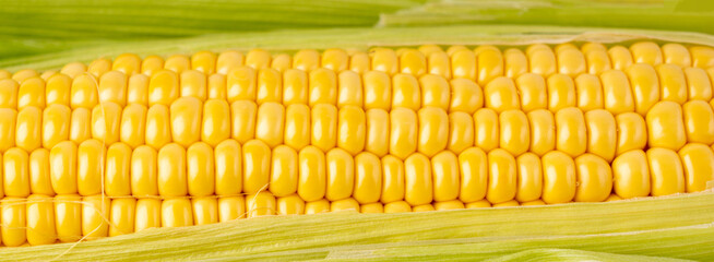 Sweet corn ears closeup. Fresh maize cob macro texture, autumn sweetcorn, corncob close up