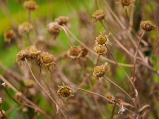 Dry daisy (Leucanthemum vulgare) flowers in a garden.
