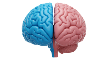 A detailed anatomical representation of a human brain divided into two distinct hemispheres one blue and one pink isolated on white background