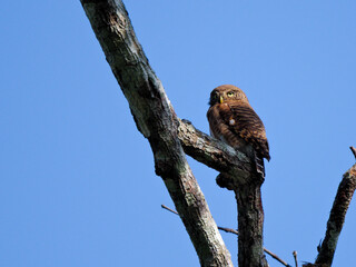 Asian Barred Owlet perch on the tree with blue background at Kaeng Krachan National Park Thailand