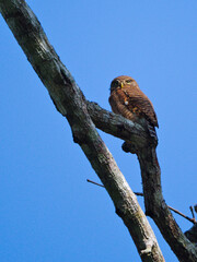 Vertical photo of Asian Barred Owlet perch on the tree with blue background at Kaeng Krachan National Park Thailand