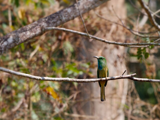 Blue-bearded Bee-eater perch on the branch with blue sky background at Kaeng Krachan National Park Thailand