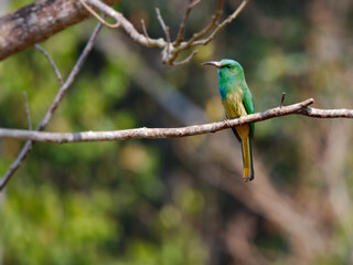 Blue-bearded Bee-eater perch on the branch with green background at Kaeng Krachan National Park Thailand
