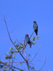 A pair of Dollarbirds perch on a treetop during mating season at kaeng krachan national park Thailand