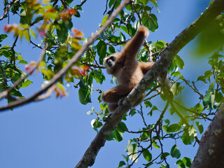 A white-handed gibbon is resting on a high branch at Kaeng Krachan national park Thailand