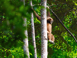 A white-handed gibbon is dangling, holding onto a tree branch at Kaeng Krachan national park Thailand