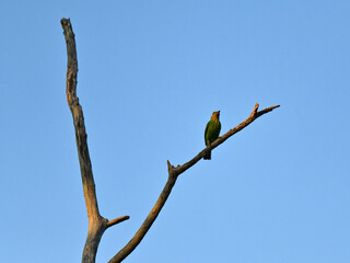 A Green-eared Barbet is perching on the dead tree with blue sky background at kaeng krachan national park Thailand
