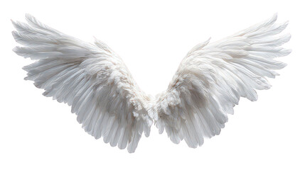Fototapeta premium White Feathery Wings on Black Background