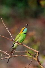 A  Llittle Green Bee-eater perched on a branch with an insect in its beak at Huai Kha Khaeng Uthaitani Thailand