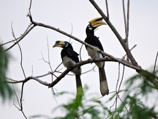 A pair of pied Hornbill perched together during mating season, male's on the right at Kaeng krachan national Park Thailand