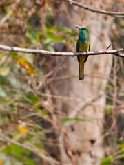 Blue-bearded Bee-eater perch on the branch with blue sky background at Kaeng Krachan National Park Thailand