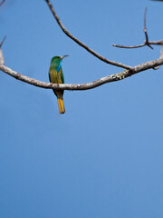 Blue-bearded Bee-eater perch on a branch with green background at Kaeng Krachan National Park Thailand