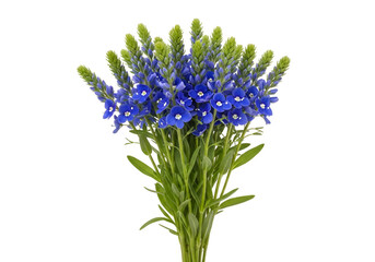 Obraz premium A vibrant bouquet of vivid blue flowers, set against a striking black background, showcases delicate blossoms and lush green foliage.