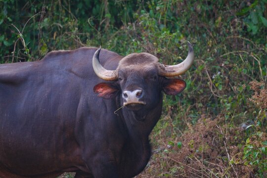 A wild Gaur is standing by the roadside in Kaeng Krachan National Park Thailand