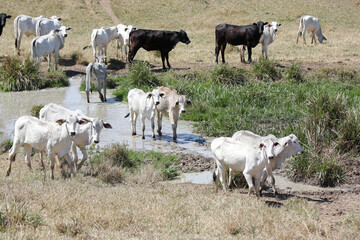 Obraz premium Bezerros pastando em liberdade, símbolos da vida rural e da conexão com a natureza. A tranquilidade do campo e a pureza dos animais revelam a essência da pecuária sustentável e a harmonia.