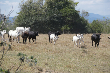 Bezerros pastando em liberdade, símbolos da vida rural e da conexão com a natureza. A tranquilidade do campo e a pureza dos animais revelam a essência da pecuária sustentável e a harmonia.