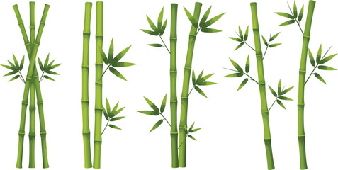 Green bamboo stalks illustration, bamboo stems with leaves, tropical plant vector, natural bamboo design, Asian culture art, eco friendly nature