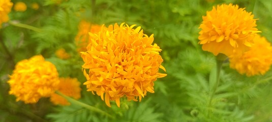 Vibrant marigold blossoms in a sunny field, their golden and orange petals radiating warmth and joy.