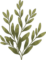 Green leafy plant illustration, botanical vector, organic foliage, nature design, alternate leaves, stem structure, herbal element, isolated on white background