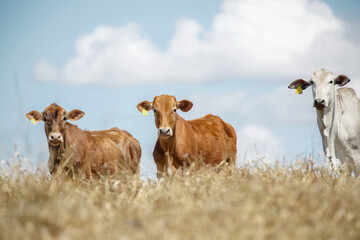 Bezerros pastando em liberdade, símbolos da vida rural e da conexão com a natureza. A tranquilidade do campo e a pureza dos animais revelam a essência da pecuária sustentável e a harmonia.