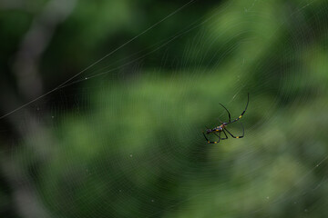 Close up of a Giant golden orb weaver resting on its intricate web against a blurred green background. The spider long black legs with yellow marking and patterned body are clearly visible.