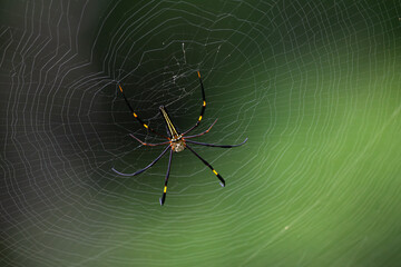 Close up of a Giant golden orb weaver resting on its intricate web against a blurred green background. The spider long black legs with yellow marking and patterned body are clearly visible.