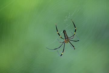 Close up of a Giant golden orb weaver resting on its intricate web against a blurred green background. The spider long black legs with yellow marking and patterned body are clearly visible.
