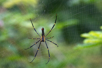 Close up of a Giant golden orb weaver resting on its intricate web against a blurred green background. The spider long black legs with yellow marking and patterned body are clearly visible.