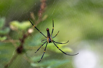 Close up of a Giant golden orb weaver resting on its intricate web against a blurred green background. The spider long black legs with yellow marking and patterned body are clearly visible.