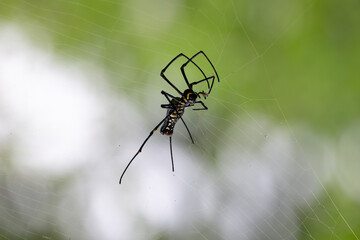 Close up of a Giant golden orb weaver resting on its intricate web against a blurred green background. The spider long black legs with yellow marking and patterned body are clearly visible.