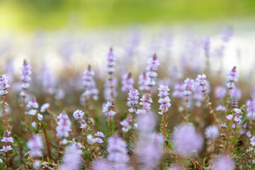 Obraz premium Vibrant purple lavender flowers blossom in a fragrant field in Provence, France, under the summer sun
