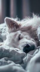 Peaceful white dog sleeping soundly in soft bedding serene and calm moment captured in soft light