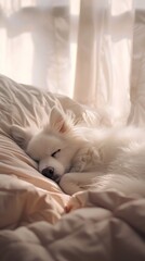 Peaceful white dog sleeping soundly in soft warm sunlight beaming through sheer curtains fluffy bed