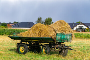Farm cart with wet hay standing on field near corn, with modern residential houses visible in the background.