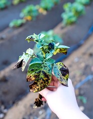 Hand holding a diseased potato plant