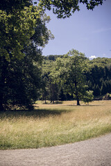 Peaceful summer landscape with lone tree in open grassy field under blue sky